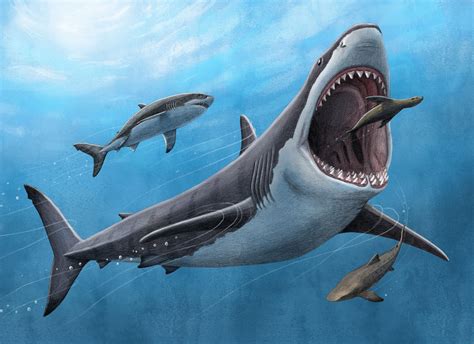megalodon real life|proof of megalodon existence.